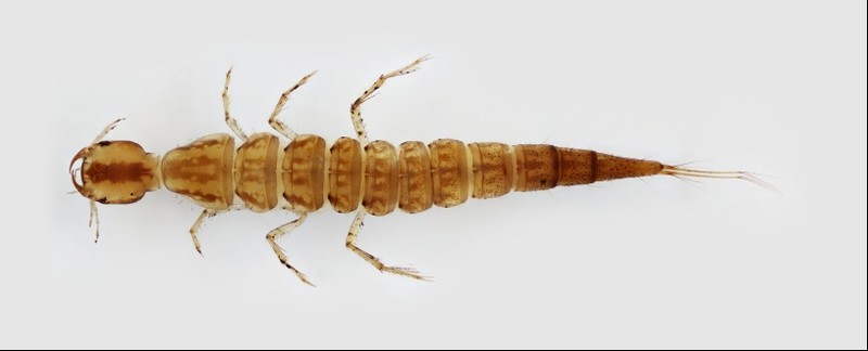coleoptera larvae